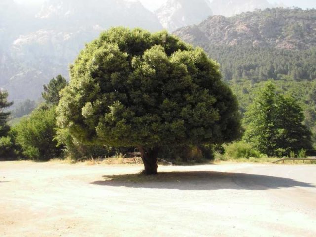 Vacances à moto en Corse 2009