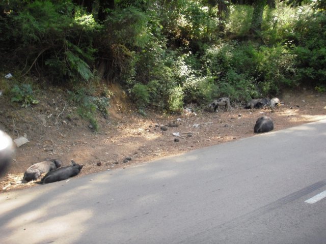 Vacances à moto en Corse 2009