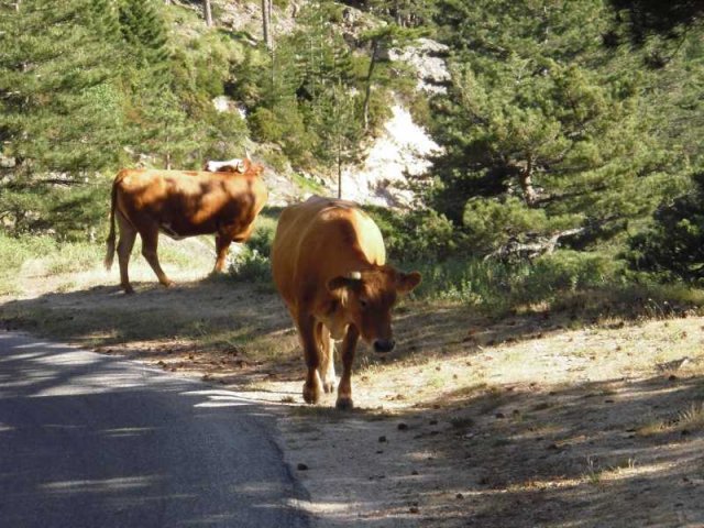 Vacances à moto en Corse 2009