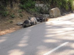 Vacances à moto en Corse 2009